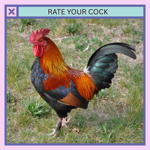 Rate your Cock
