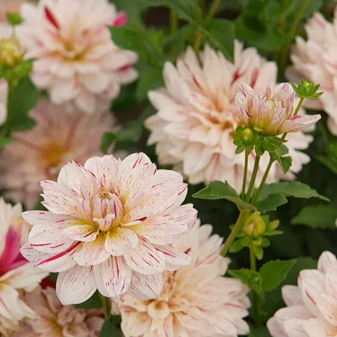 Spoil me with Flowers