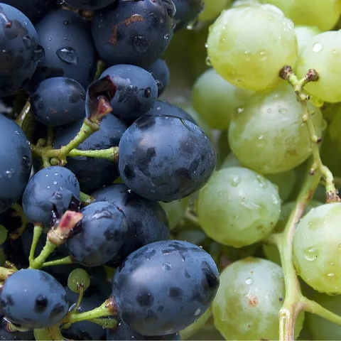Gift Me Grapes!