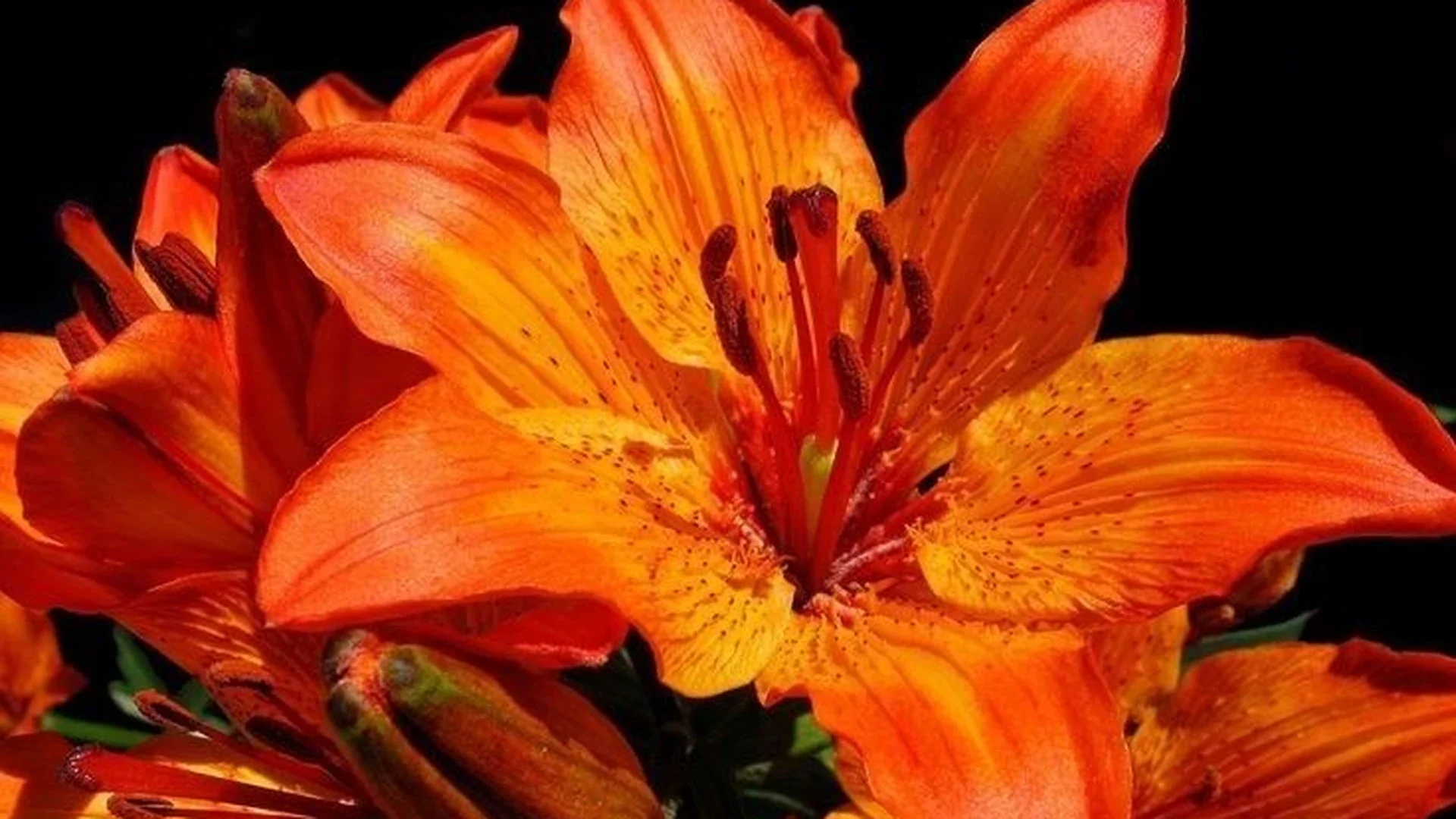 Lily Flowerz header